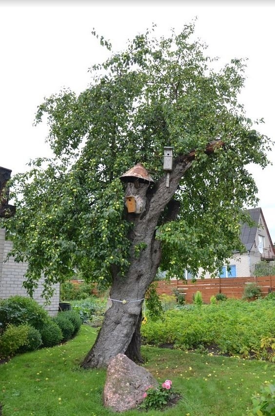 The oldest apple tree in Lithuania Atostogos kaime